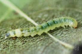 Attēlu rezultāti vaicājumam “Caloptilia hemidactylella”