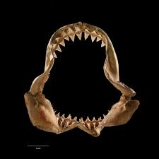Image result for Carcharodon carcharias
