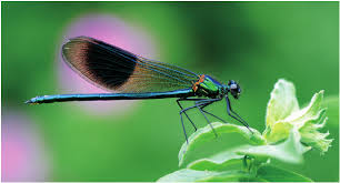 Attēlu rezultāti vaicājumam “Calopteryx splendens”