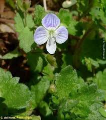Attēlu rezultāti vaicājumam “Veronica agrestis”