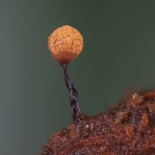 Attēlu rezultāti vaicājumam “Cribraria cancellata var. fusca spores”