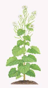 Image result for Alliaria petiolata