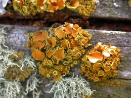 Attēlu rezultāti vaicājumam “Xanthoria polycarpa”