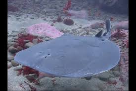 Image result for Tetronarce nobiliana