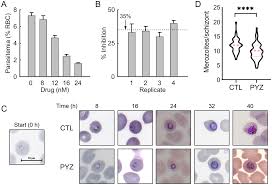 Attēlu rezultāti vaicājumam “Lycogala botrydium plasmodium”