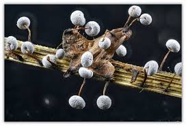 Attēlu rezultāti vaicājumam “Didymium bahiense macro”