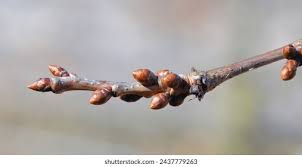 Attēlu rezultāti vaicājumam “Quercus robur bud”