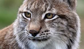 Image result for Lancashire Lynx