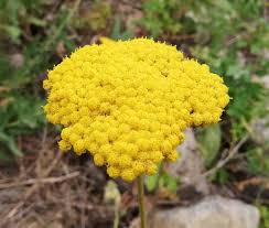 Image result for Achillea filipendulina