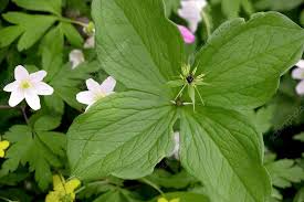 Attēlu rezultāti vaicājumam “Paris quadrifolia”