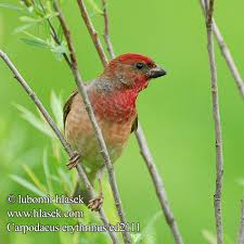 Attēlu rezultāti vaicājumam “Carpodacus erythrinus”