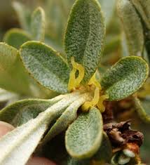 Attēlu rezultāti vaicājumam “Hippophae rhamnoides female flower”