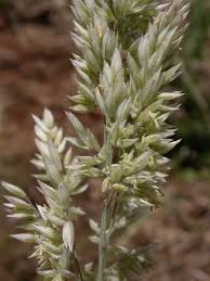 Attēlu rezultāti vaicājumam “Holcus lanatus”