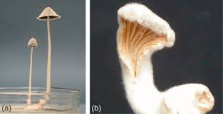 Attēlu rezultāti vaicājumam “Collybia sp.”