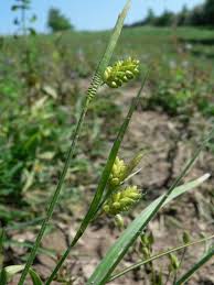 Attēlu rezultāti vaicājumam “Carex pallescens”