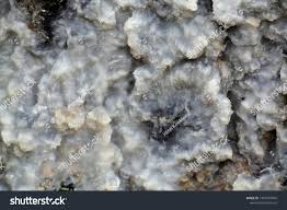 Attēlu rezultāti vaicājumam “Phlebiopsis gigantea”