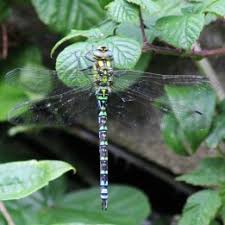 Attēlu rezultāti vaicājumam “Aeshnidae”