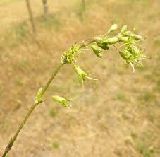 Attēlu rezultāti vaicājumam “Silene otites fruit”