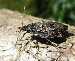 Attēlu rezultāti vaicājumam “Diurnea fagella”