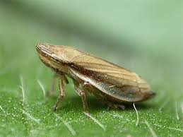 Attēlu rezultāti vaicājumam “Philaenus spumarius nymph”