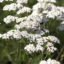 Attēlu rezultāti vaicājumam “Achillea millefolium flower”