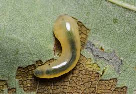 Attēlu rezultāti vaicājumam “Caliroa annulipes larva”