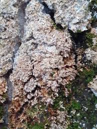 Attēlu rezultāti vaicājumam “Athelia arachnoidea”