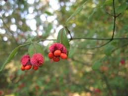 Attēlu rezultāti vaicājumam “Euonymus fruit”