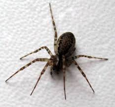 Attēlu rezultāti vaicājumam “Neriene montana”