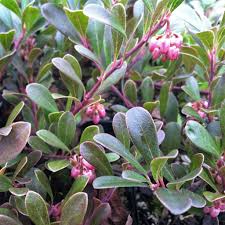 Attēlu rezultāti vaicājumam “Exobasidium uvae-ursi”