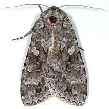 Attēlu rezultāti vaicājumam “Eurois occulta”