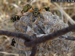 Attēlu rezultāti vaicājumam “Polistes nimpha”
