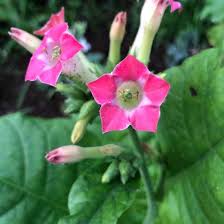 Attēlu rezultāti vaicājumam “Nicotiana tabacum flower”