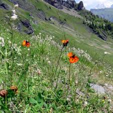 Image result for Hieracium aurantiacum