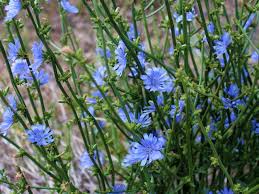 Image result for Chicorée