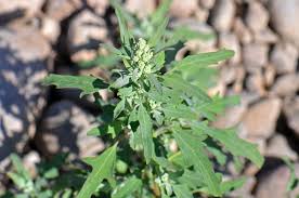 Image result for Chenopodium album