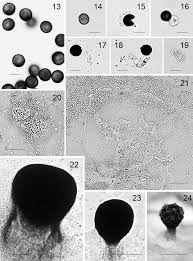 Attēlu rezultāti vaicājumam “Didymium annulisporum”