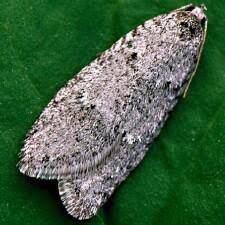 Attēlu rezultāti vaicājumam “Semioscopis avellanella imago”