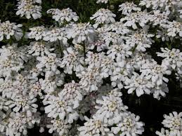 Image result for Schleifenblume