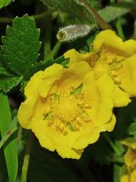 Attēlu rezultāti vaicājumam “Potentilla reptans leaf”