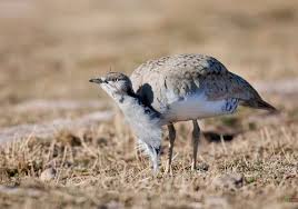 Image result for Chlamydotis macqueenii