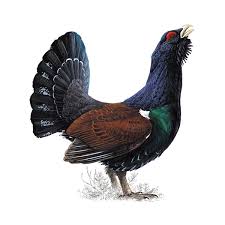 Attēlu rezultāti vaicājumam “Tetrao urogallus male”