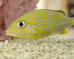 Image result for Haemulon sciurus