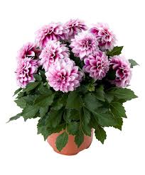 Image result for Dahlia hybrid.