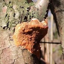 Attēlu rezultāti vaicājumam “Dichomitus campestris”