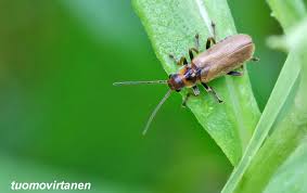 Attēlu rezultāti vaicājumam “Cantharis figurata”