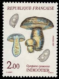 Attēlu rezultāti vaicājumam “Gyroporus cyanescens”