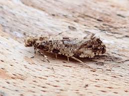 Attēlu rezultāti vaicājumam “Morophaga choragella”