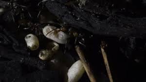 Attēlu rezultāti vaicājumam “Formica rufa pupa”