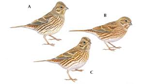 Attēlu rezultāti vaicājumam “Emberiza citrinella juvenile”